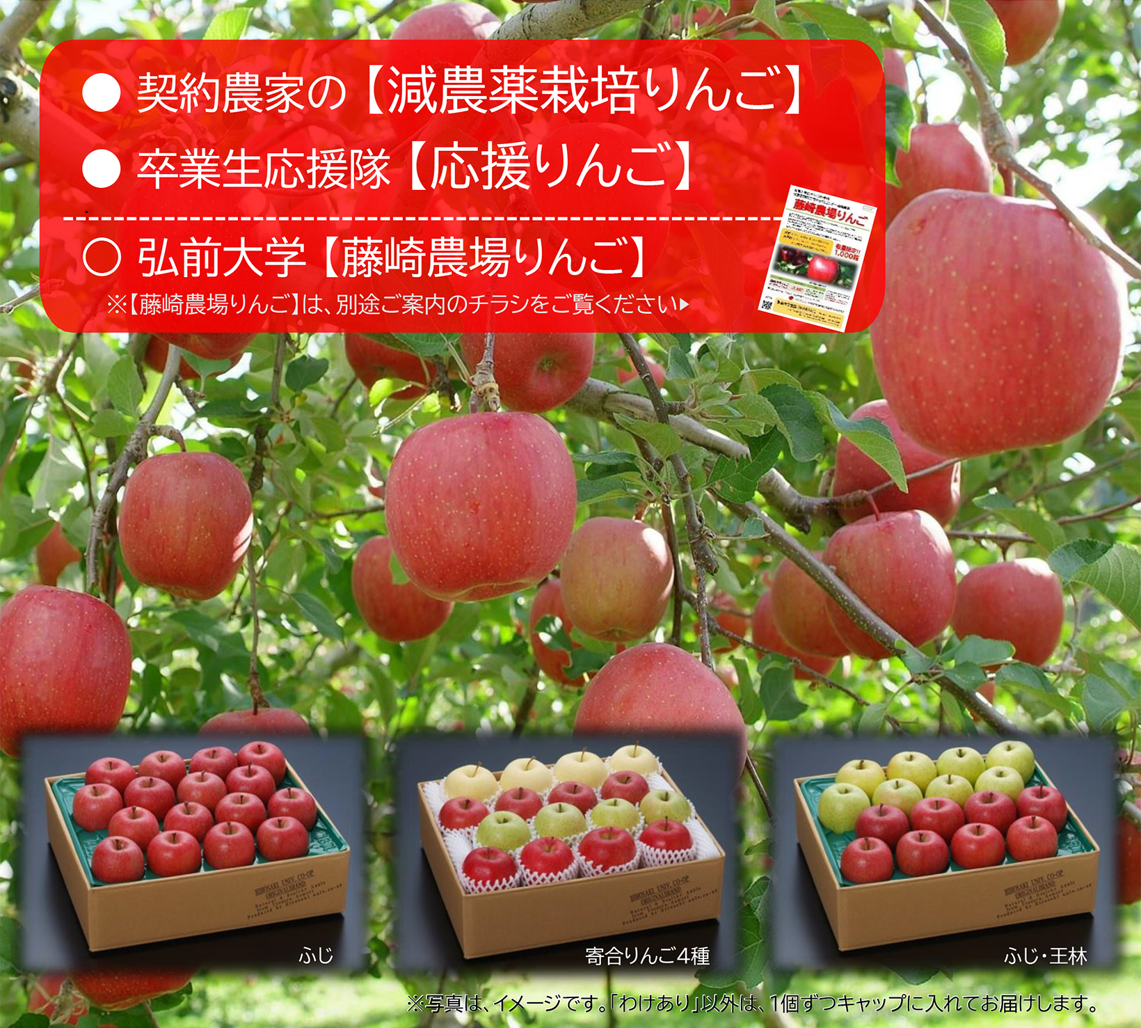 りんごの全国発送 弘前大学生協